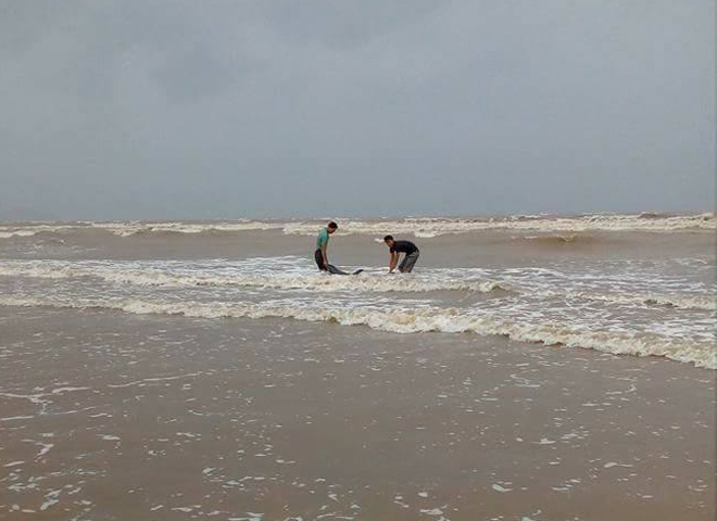 Trước bão, người dân giải cứu cá heo mắc cạn - 2