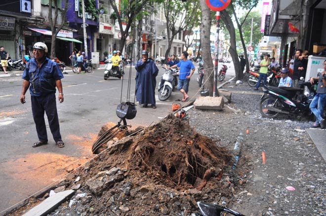 Cây xanh lại bật gốc gần phố đi bộ Nguyễn Huệ, nhiều người tháo chạy - 3