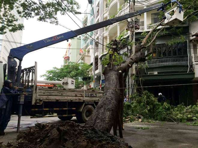 Cây xanh liên tục bật gốc ở Sài Gòn: Lỗi tại &#34;ông Trời&#34; - 1