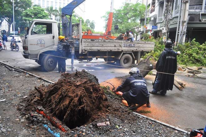 Cây xanh liên tục bật gốc ở Sài Gòn: Lỗi tại &#34;ông Trời&#34; - 2