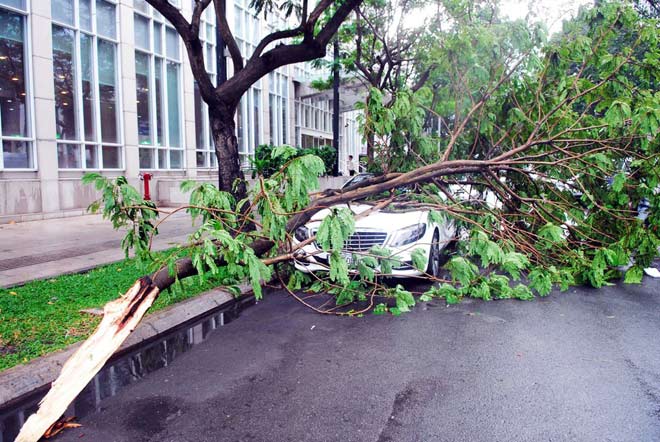 Cây xanh liên tục bật gốc ở Sài Gòn: Lỗi tại &#34;ông Trời&#34; - 7