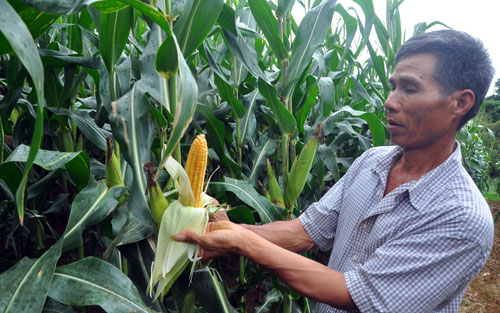 Giá ngô xuống 2.400 đồng/kg: Kêu gọi doanh nghiệp "giải cứu" ngô - 1