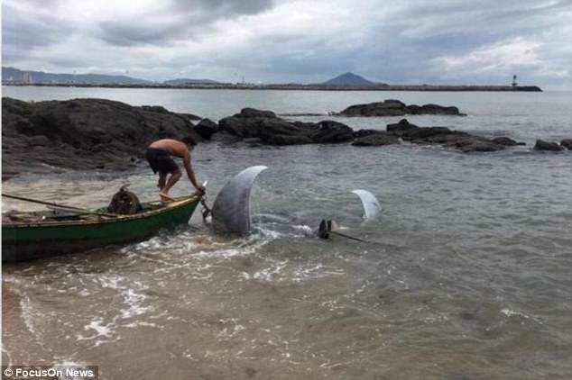 Brazil: Cá đuối nặng 1 tấn to như xe hơi mắc lưới ngư dân - 1