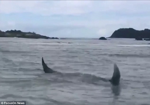 Brazil: Cá đuối nặng 1 tấn to như xe hơi mắc lưới ngư dân - 2