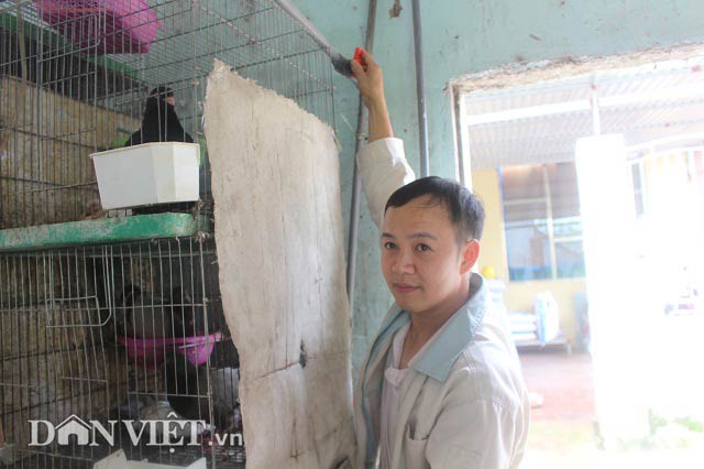 Bắt chim câu ấp trứng…giả, "soái ca nhà người ta" thu 70 triệu/tháng - 5