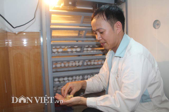 Bắt chim câu ấp trứng…giả, "soái ca nhà người ta" thu 70 triệu/tháng - 8