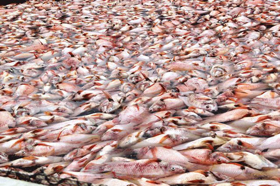Đà Nẵng: Dân ngã ngửa vì hơn 70 tấn cá chết bất ngờ sau 1 đêm - 1