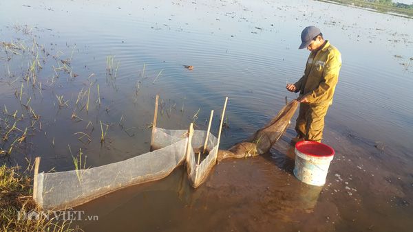 Đi bắt &#34;con trơn&#34;, nông dân Cố đô bỏ túi cả triệu đồng mỗi ngày - 2