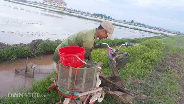 Đi bắt &#34;con trơn&#34;, nông dân Cố đô bỏ túi cả triệu đồng mỗi ngày - 3