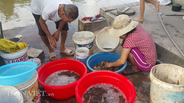 Đi bắt &#34;con trơn&#34;, nông dân Cố đô bỏ túi cả triệu đồng mỗi ngày - 5