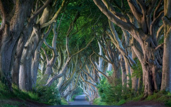 Dark Hedges: Con đường này nằm gần ngôi làng Armoy ở Bắc Ireland. Hàng cây sồi hai bên đường được trồng trong những năm 1750 bởi gia đình Stuart, vì họ muốn tạo ra một cảnh quan hấp dẫn để gây ấn tượng với du khách ở gần lối vào ngôi biệt thự của mình. Hình ảnh hàng cây tuyệt đẹp cũng thường xuyên xuất hiện trong phim Game of Thrones.