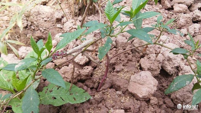 Giật mình vì nhiều người Việt vẫn tưởng loại củ cực độc là...nhân sâm - 2
