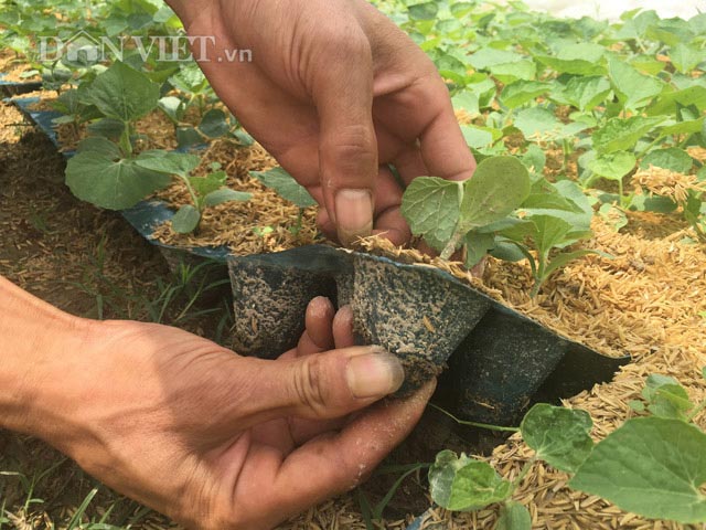 Làm nhà lưới "nhốt" rau sạch, nhà nông có thu nhập cả chục triệu/tháng - 4