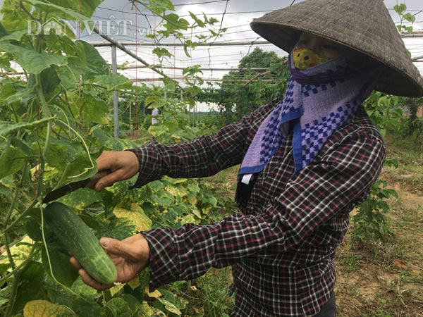 Làm nhà lưới "nhốt" rau sạch, nhà nông có thu nhập cả chục triệu/tháng - 5