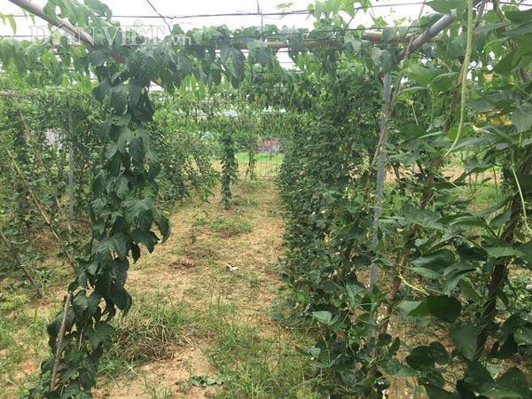 Làm nhà lưới "nhốt" rau sạch, nhà nông có thu nhập cả chục triệu/tháng - 6