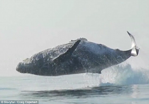 Chưa từng thấy: Cá voi 40 tấn bay hoàn toàn khỏi mặt nước - 1