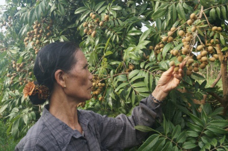 Hà Nội: Nhãn chín muộn ra toàn lá, dân &#34;mếu máo&#34; vì thất thu nặng - 1