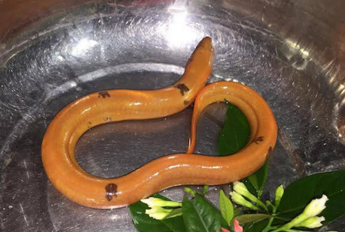 Bắt được lươn vàng có đốm đen kỳ lạ ở Nghệ An - 1