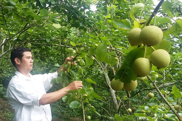 Lê Bắc Hà giòn, ngọt như đường phèn, giá 70.000 đồng/kg - 3