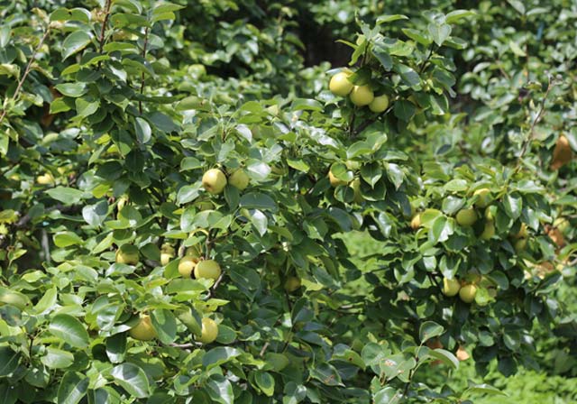 Lê Bắc Hà giòn, ngọt như đường phèn, giá 70.000 đồng/kg - 4