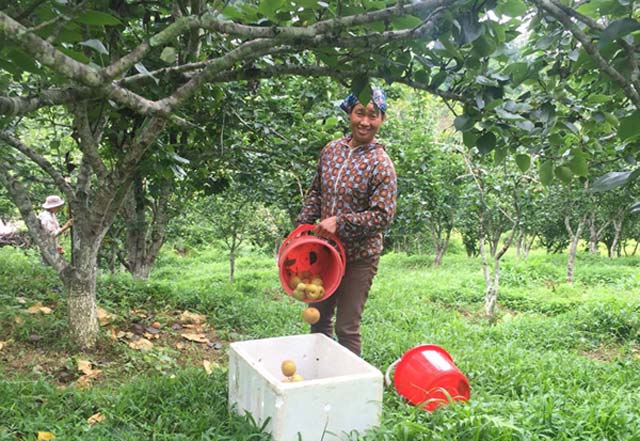 Lê Bắc Hà giòn, ngọt như đường phèn, giá 70.000 đồng/kg - 5