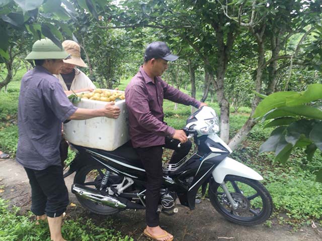 Lê Bắc Hà giòn, ngọt như đường phèn, giá 70.000 đồng/kg - 6