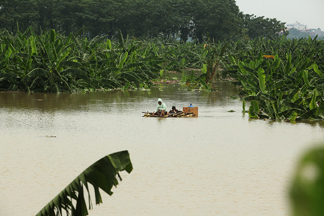Người dân đóng bè chuối vượt sông Hồng giữa Thủ đô Hà Nội - 1