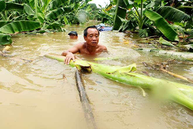 Người dân đóng bè chuối vượt sông Hồng giữa Thủ đô Hà Nội - 5