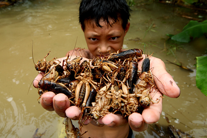 Người dân đóng bè chuối vượt sông Hồng giữa Thủ đô Hà Nội - 12