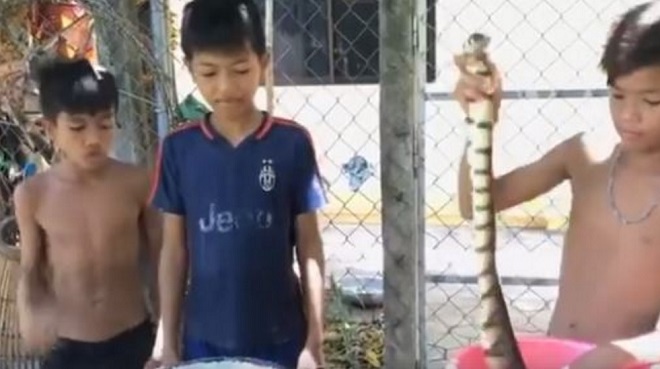 3 bé trai Thái Lan làm thịt rắn ăn trưa gây sốt - 1