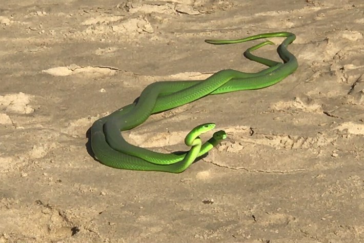 A pair of strange and extremely poisonous green snakes decide to fight for the 'beauty' - first