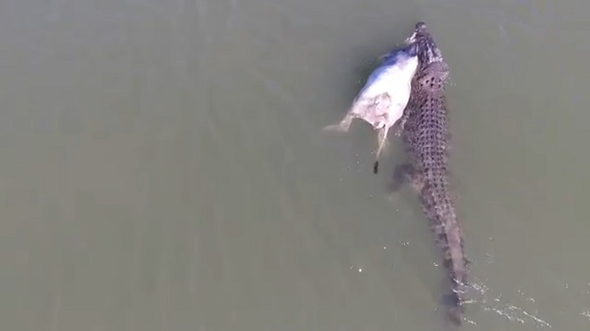 Úc: Cận cảnh cá sấu khổng lồ ngậm bò bơi trên sông - 1