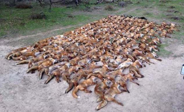 Giết 100 con cáo, vứt xác ngập đường rồi chụp ảnh - 1