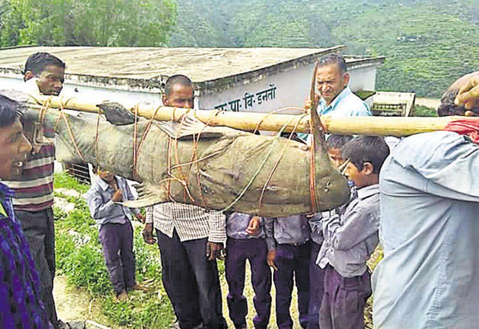 Giết cá da trơn khổng lồ quý để ăn, 5 người Ấn Độ bị bắt - 1