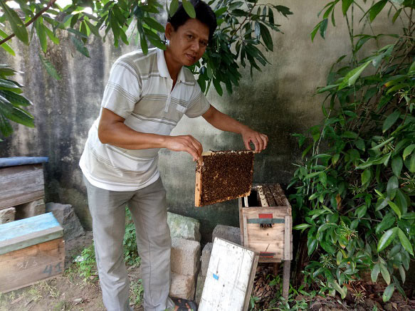 Mới, lạ: Thong thả nuôi ong ven biển, mật đắt hàng, “bỏ ống” 200 triệu/năm - 1
