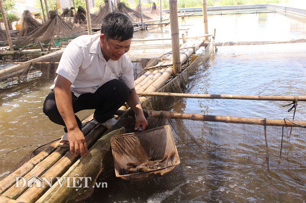 “Bắt” cá bống bớp đẻ theo ý muốn, tưởng gàn mà kiếm 5 tỷ đồng/năm - 1