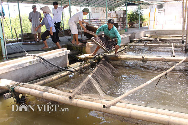 “Bắt” cá bống bớp đẻ theo ý muốn, tưởng gàn mà kiếm 5 tỷ đồng/năm - 2