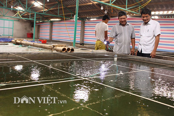 “Bắt” cá bống bớp đẻ theo ý muốn, tưởng gàn mà kiếm 5 tỷ đồng/năm - 4