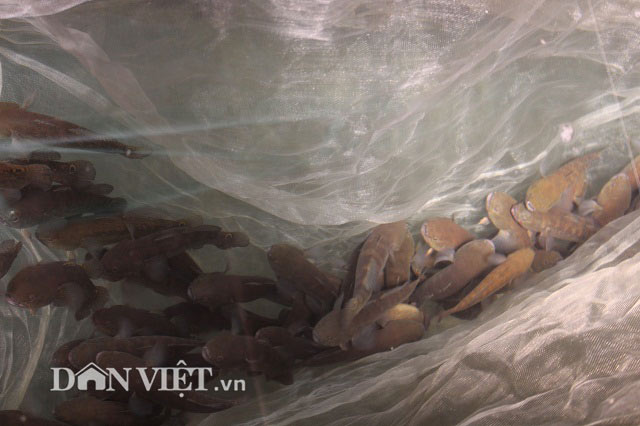 “Bắt” cá bống bớp đẻ theo ý muốn, tưởng gàn mà kiếm 5 tỷ đồng/năm - 6