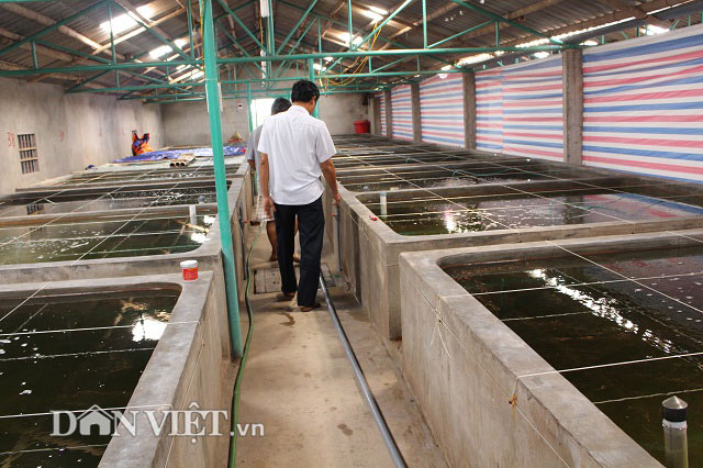 “Bắt” cá bống bớp đẻ theo ý muốn, tưởng gàn mà kiếm 5 tỷ đồng/năm - 7