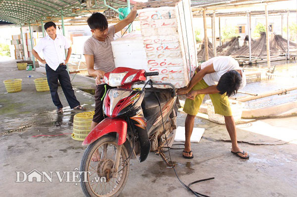 “Bắt” cá bống bớp đẻ theo ý muốn, tưởng gàn mà kiếm 5 tỷ đồng/năm - 9