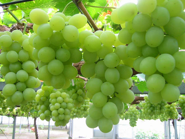 10 lý do để ăn nho mỗi ngày - 2