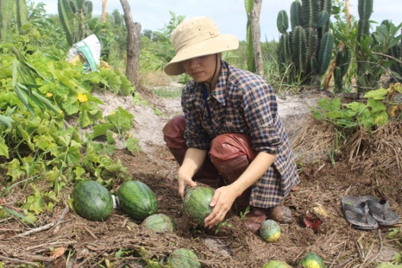 Quảng Trị: Hàng trăm hộ xót xa phải vứt dưa hấu chín mọng cho gà ăn - 4