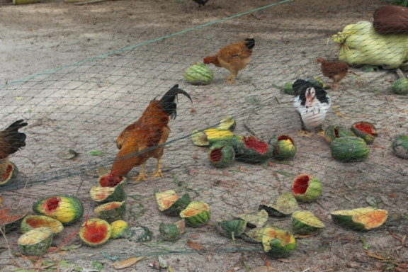 Quảng Trị: Hàng trăm hộ xót xa phải vứt dưa hấu chín mọng cho gà ăn - 5