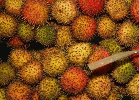 Cách phân biệt chôm chôm chuẩn Việt không phải ai cũng biết - 3