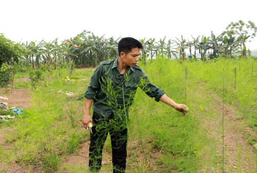 Trồng măng tây trên đất bãi, thu “tiền tươi” mỗi ngày - 1