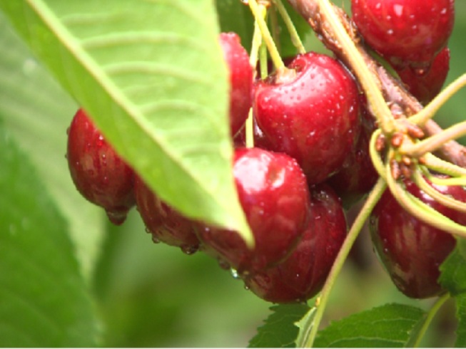 Thập tử nhất sinh sau khi ăn 3 quả cherry - 1