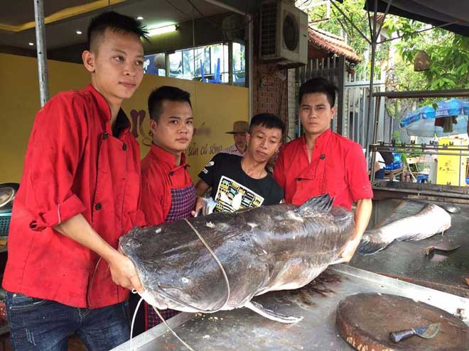 Cận cảnh “thủy quái” nặng hơn 1 tạ được đưa từ Campuchia về Hà Nội - 1