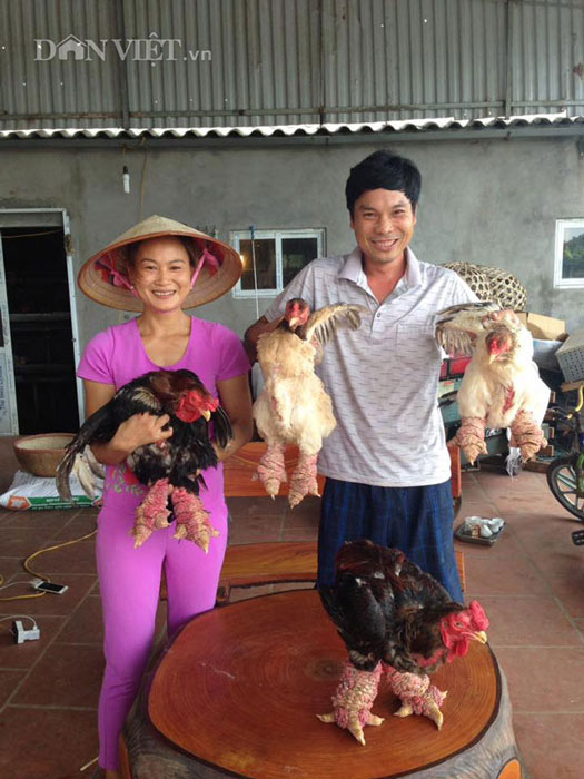 Kiếm hàng trăm triệu nhờ tuyệt chiêu thụ tinh nhân tạo cho gà - 2