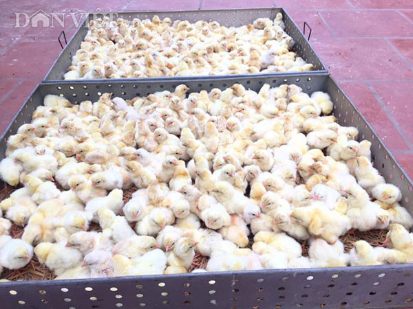 Kiếm hàng trăm triệu nhờ tuyệt chiêu thụ tinh nhân tạo cho gà - 5